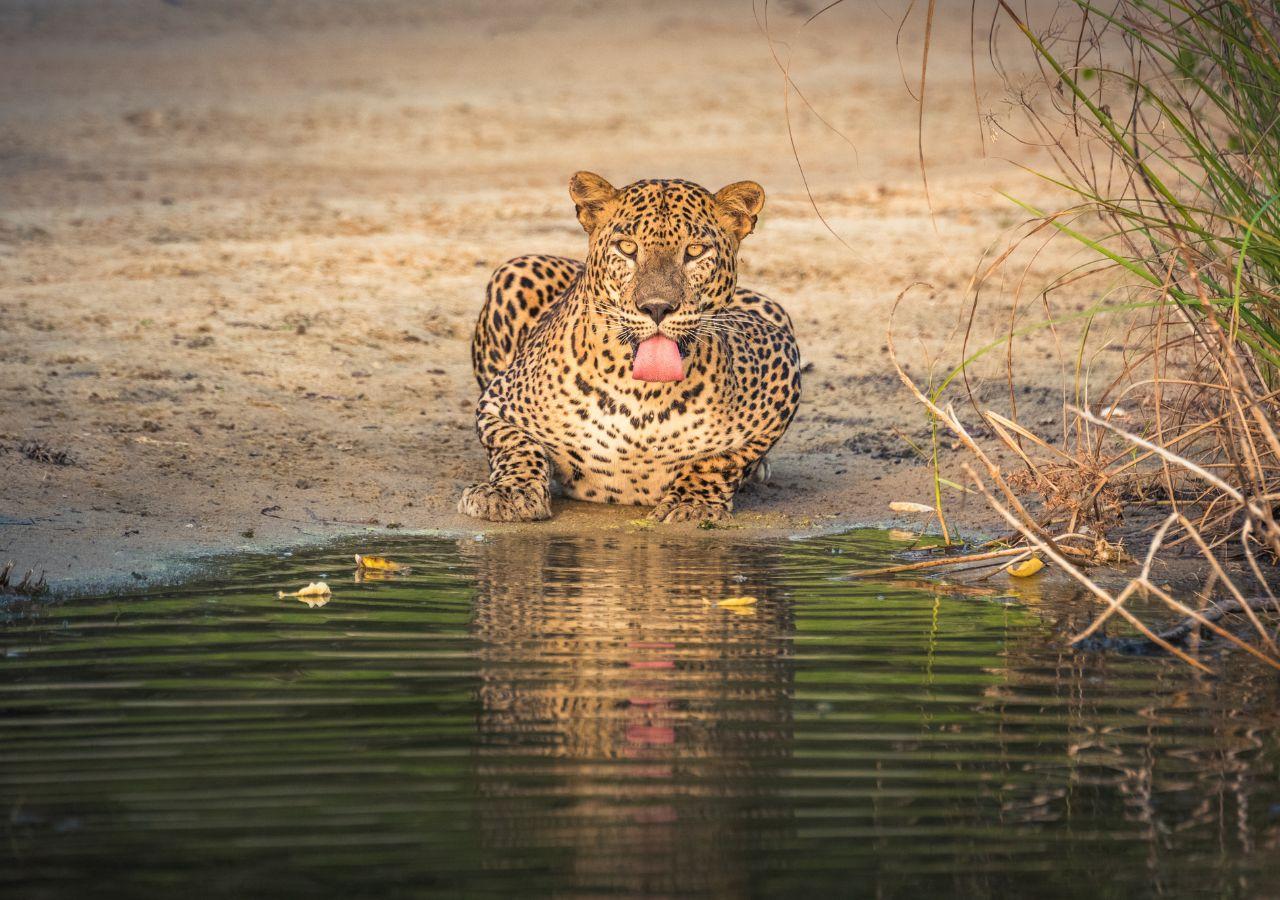 Safari